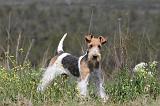 FOX TERRIER 269